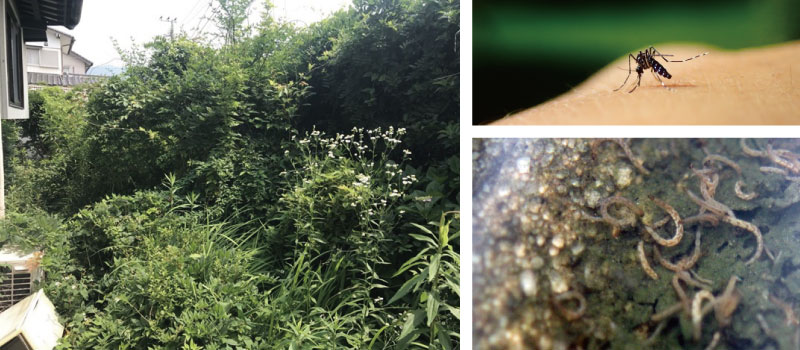 雑草・蚊の大量発生